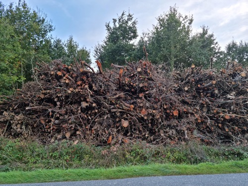 Bois à Tllières