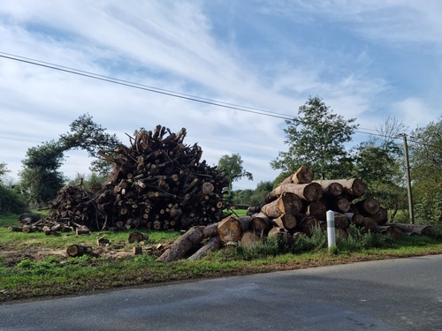 Bois à Tllières