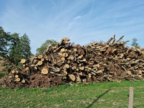 Bois à Tllières