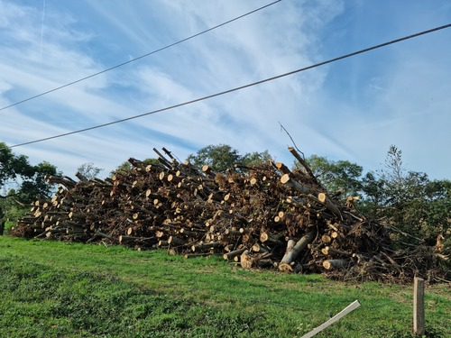 Bois à Tllières