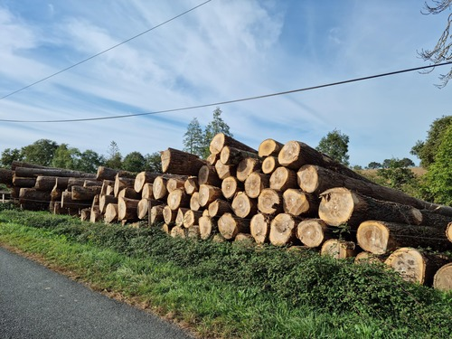 Bois à Tllières